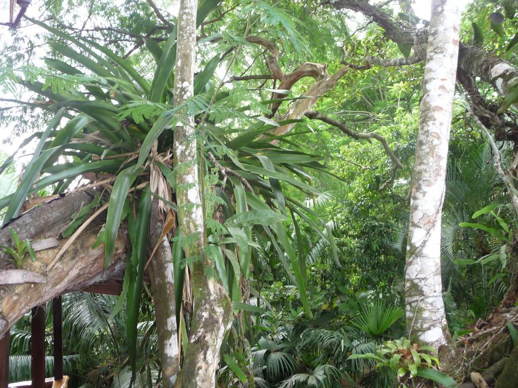 Topos Tree House Cahuita Exterior foto